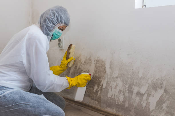 Best Same-Day Mold Removal  in Warm Mineral Springs, FL