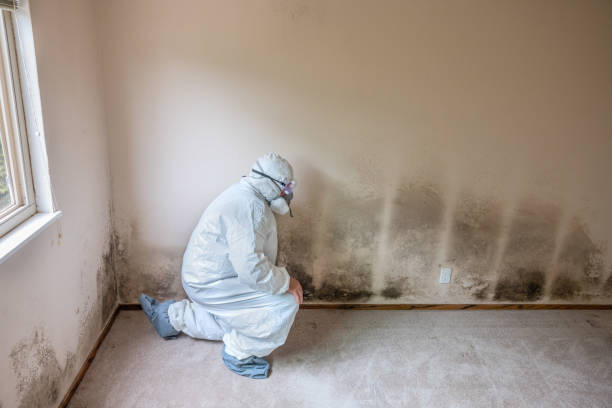 Best Crawl Space Mold Removal  in Warm Mineral Springs, FL