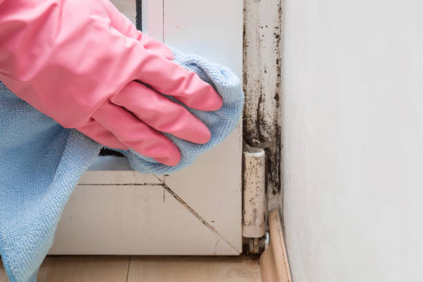 Best Attic Mold Removal  in Warm Mineral Springs, FL